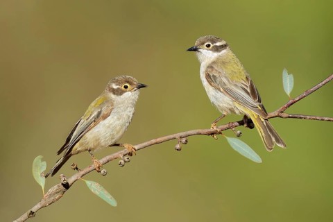 Brown-headed Honeyeater (Melithreptus brevirostris), Victoria, Australia, Oceania