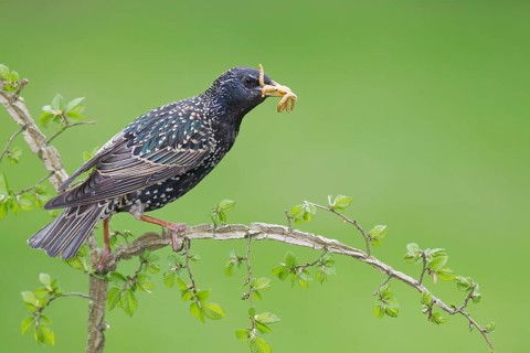 Common Starling (Sturnus vulgaris), Brandenburg, Germany, Europe