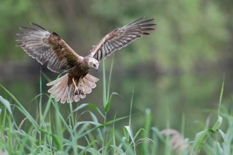 Rohrweihe, lat. Circus aeruginosus, Weibchen, Alterskleid, im Flug mit Beutevogel in den Fängen
