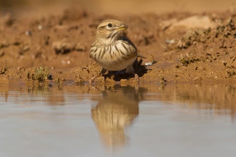 Lesser Short-toed Lark (Alaudala rufescens), Morocco, Africa