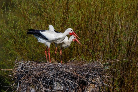 White Stork (Ciconia ciconia) pair in nest, North Rhine-Westphalia, Germany, Europe