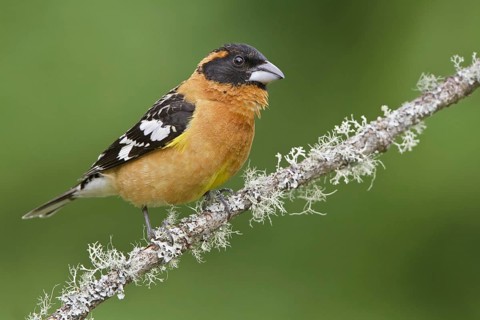 Black-headed Grosbeak (Pheucticus melanocephalus) male, British Columbia, Canada, North America