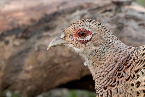 Common Pheasant (Phasianus colchicus) female, Lower Saxony, Germany, Europe