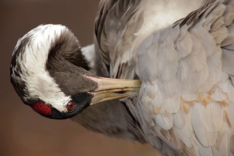 Common Crane, Grus grus, detail portrait, big bird in the nature habitat, Lake Hornborga, Sweden,