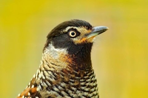 Spotted Laughingthrush, Garrulax ocellatus, Detail portrait of bird. Bird in the nature, close-up