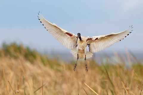 Australian White Ibis (Threskiornis molucca) flying, Victoria, Australia, Oceania