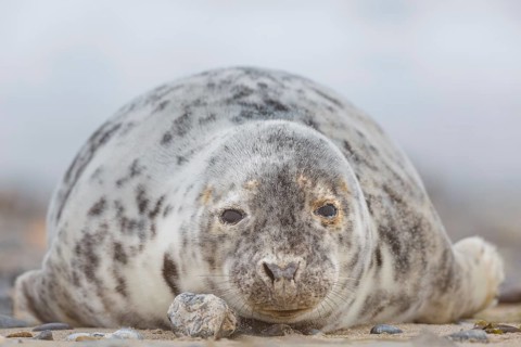 Kegelrobbe, Halichoerus grypus Grey Seal, Halichoerus grypus