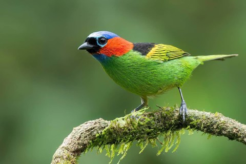 Red-necked Tanager (Tangara cyanocephala) perched on a branch in the Atlantic Rainforest of Brazil