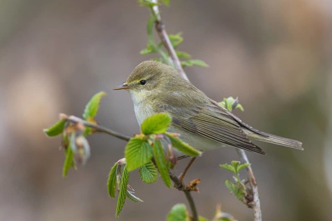 Willow Warbler (Phylloscopus trochilus) perched on a branch, North-Rhine-Westphalia, Germany,