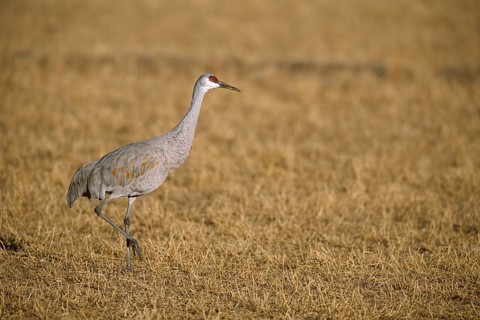 Sandhill Crane (Antigone canadensis), New Mexico, USA, North America