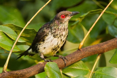 Metallic Starling (Aplonis metallica) juvenile, Queensland, Australia, Oceania