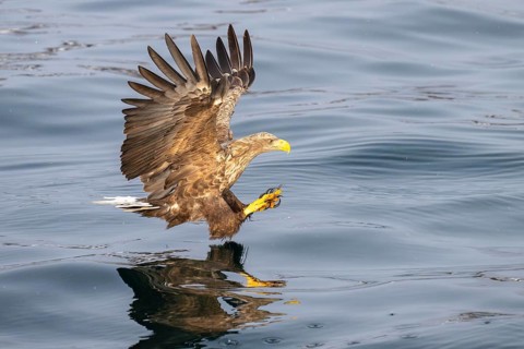White-tailed eagle (Haliaeetus albicilla), in flight, Lofoten, Norway, Europe