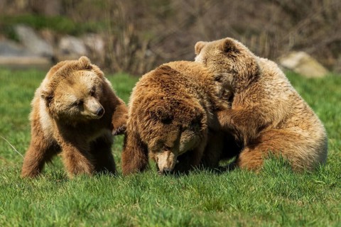 Three bears standing together in the grass, showing group affiliation and closeness, brown bear