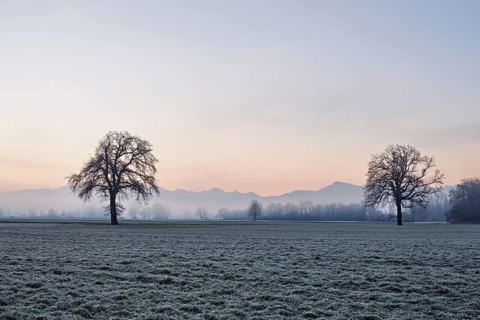 Two English oaks (Quercus robur), standing on cultivated land in the Reuss plain, Aristau, Freiamt,