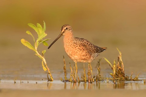 Short-billed Dowitcher (Limnodromus griseus), Texas, USA, North America