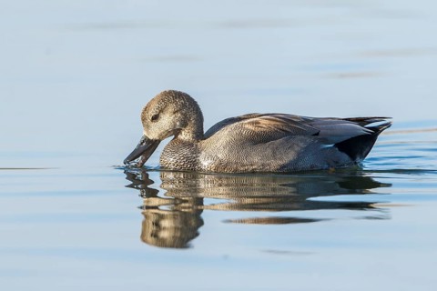 Gadwall (Mareca strepera) male, Baden-Wuerttemberg, Germany, Europe