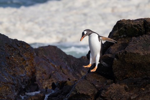 Gentoo Penguin (Pygoscelis papua) on cliff, Steeple Jason Island, Falkland Islands, South America
