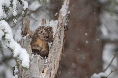 American Marten (Martes americana) climbing in tree trunk in snow, Yellowstone National Park, USA,
