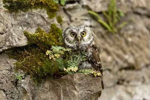 Boreal Owl (Aegolius funereus) captive, Germany, Europe