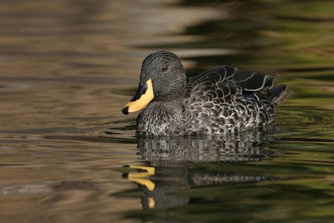 Yellow-billed Duck (Anas undulata), Arizona, USA, North America