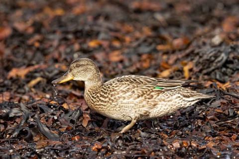Eurasian Teal (Anas crecca) female foraging, Smaland, Sweden, Europe
