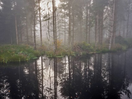 Ballmoos forest reserve, raised bog in the fog, Lieliwald, Lindenberg, Horben, Canton Lucerne,