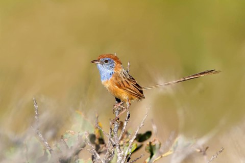 Rufous-crowned Emu-wren (Stipiturus ruficeps) male, Western Australia, Australia, Oceania