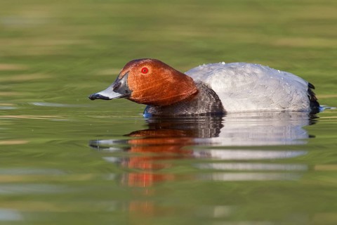Common Pochard (Aythya ferina) male, Brandenburg, Germany, Europe