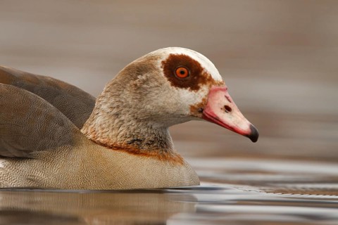 Egyptian Goose (Alopochen aegyptiaca), Utrecht, Netherlands