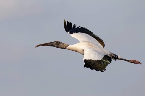 Wood Stork (Mycteria americana) flying, Florida, USA, North America