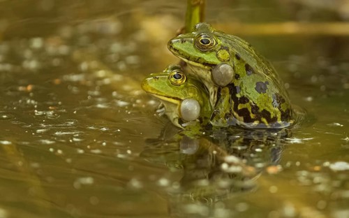 Teichfrosch (Pelophylax)