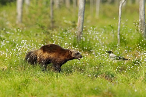 Running Wolverine in Finnish taiga. Wildlife scene from nature. Rare animal from north of Europe.