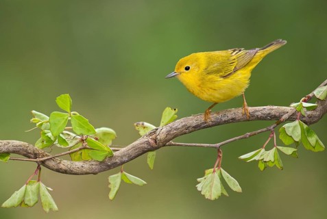 American Yellow Warbler (Setophaga aestiva) male perched on a branch, Texas, USA, North America