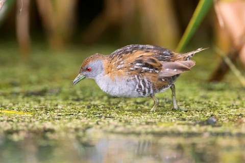 Baillon's Crake (Porzana pusilla palustris) foraging, Victoria, Australia, Oceania