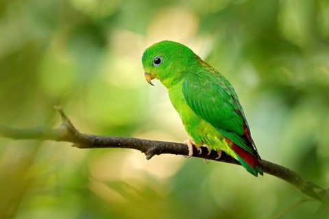 Blue-crowned hanging parrot, Loriculus galgulus, small mainly green parrot found, forest lowlands