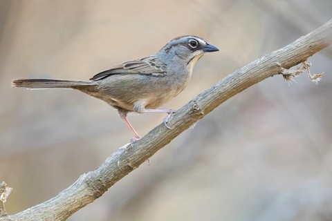 Oaxaca Sparrow (Aimophila notosticta) perched on a branch in Oaxaca, Mexico, Central America