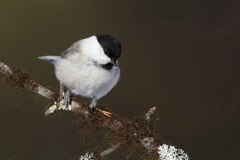 Willow Tit - Weidenmeise - Poecile montanus ssp. borealis, Finland, Europe