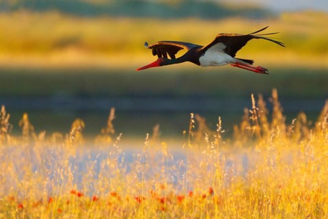 Black Stork (Ciconia nigra) flying, Greece, Europe