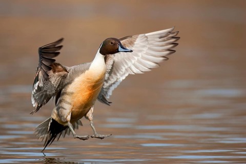 Northern Pintail (Anas acuta) male flying, British Columbia, Canada, North America