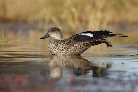 Grey Teal (Anas gracilis), Australian Capital Territory, Australia, Oceania