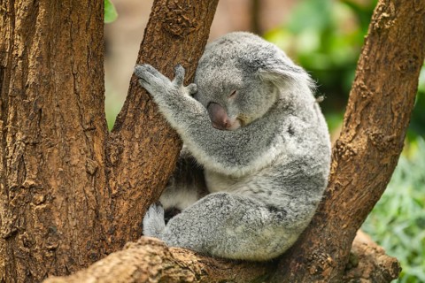 Koala (Phascolarctos cinereus) sitting on a tree, captive, distribution South Australia, Australia,