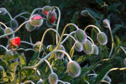 Poppies in spring, Germany, Europe