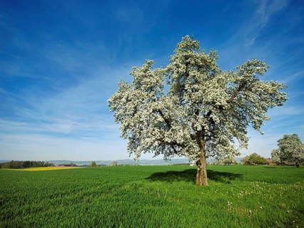 Flowering pear trees (Pyrus communis), Beinwil, Freiamt, Canton Aargau, Switzerland, Europe