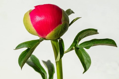 Bud just in front of flowering, pink peony (Paeonia) against a white background