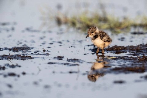 Young lapwing (Vanellus vanellus), Lower Saxony, Germany, Europe