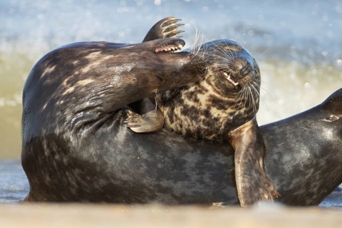 Grey seal (Halichoerus grypus) two adult animals in love courting on a beach, England, United