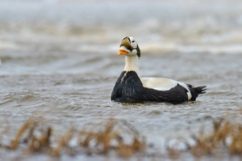 Spectacled Eider (Somateria fischeri) male, Alaska, USA, North America