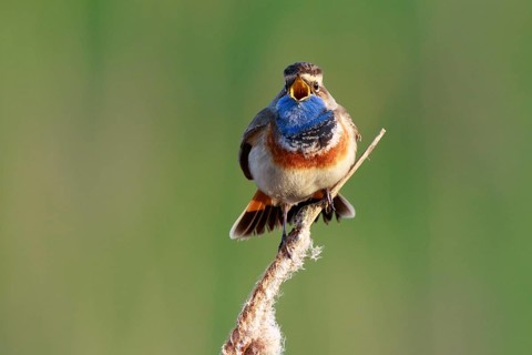 Bluethroat (Luscinia svecica cyanecula) male singing from cattail, Netherlands