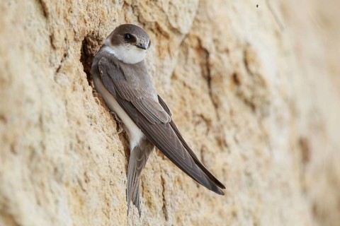 Sand Martin (Riparia riparia), North Rhine-Westphalia, Germany, Europe