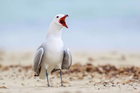 Audouin's Gull (Ichthyaetus audouinii) calling, Mallorca, Spain, Europe